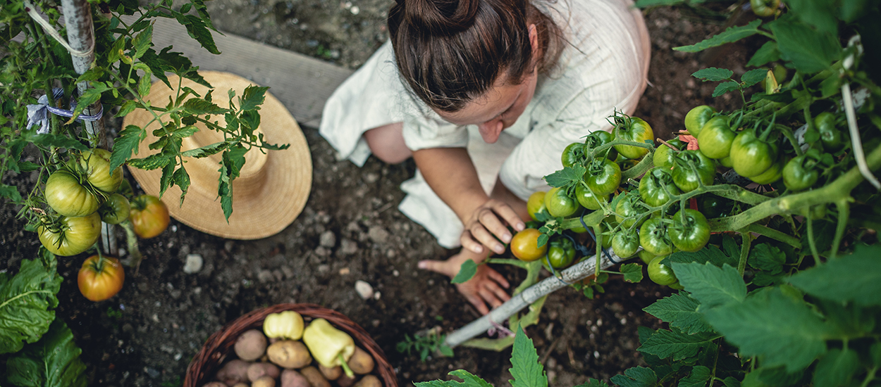 Une taxe sur les potagers bientôt en France ? Une rumeur étonnante qui perdure