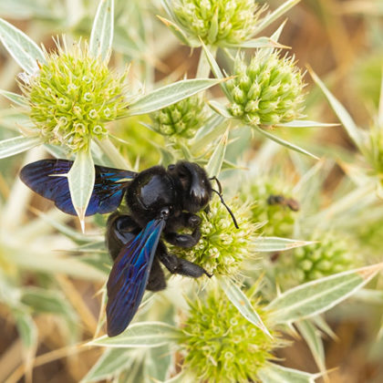 L'abeille bleue : alliée ou ennemie des jardins ?