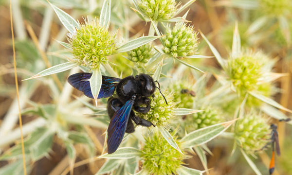 L'abeille bleue : alliée ou ennemie des jardins ?