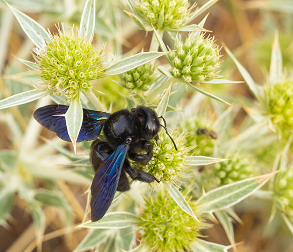 L'abeille bleue : alliée ou ennemie des jardins ?