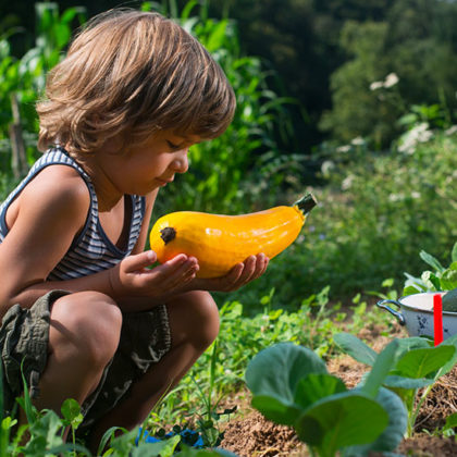 Courgettes au potager : quand et comment les récolter ?