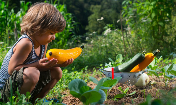 Courgettes au potager : quand et comment les récolter ?
