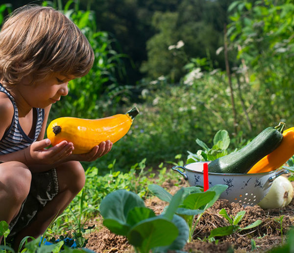 Courgettes au potager : quand et comment les récolter ?