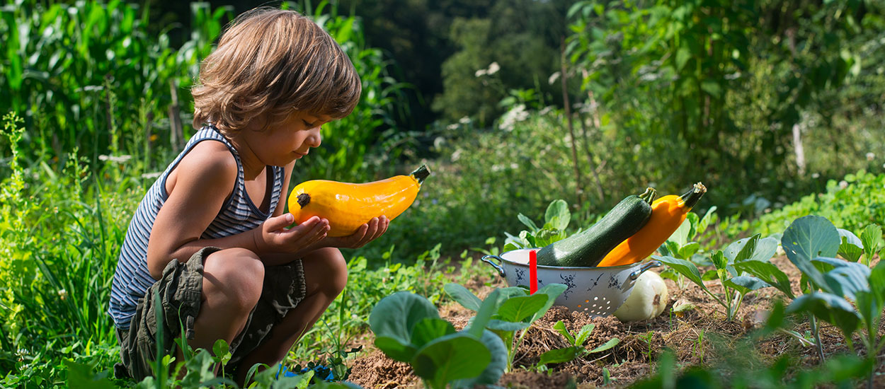 Courgettes au potager : quand et comment les récolter ?