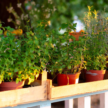 Comment prendre soin de vos plantes aromatiques cet été ?