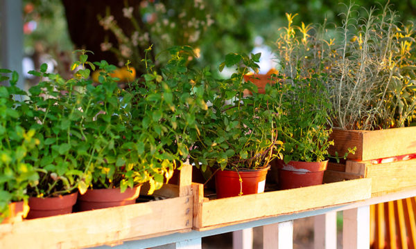 Comment prendre soin de vos plantes aromatiques cet été ?