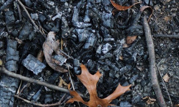 Comment faire renaître son jardin après un incendie ?