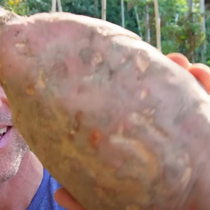 Une patate douce de 2 kilos dans votre jardin ? Olivier vous donne sa recette magique