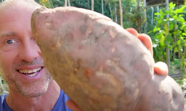 Une patate douce de 2 kilos dans votre jardin ? Olivier vous donne sa recette magique