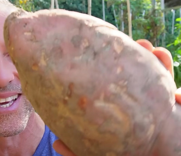 Une patate douce de 2 kilos dans votre jardin ? Olivier vous donne sa recette magique