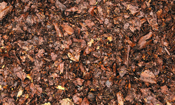 Comment faire son terreau avec les feuilles mortes du jardin ?