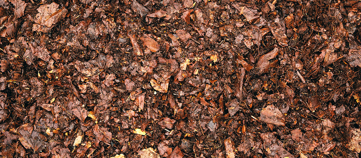 Comment faire son terreau avec les feuilles mortes du jardin ?