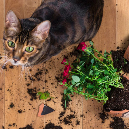 Comment recycler ses pots de fleurs abîmés dans son jardin ?