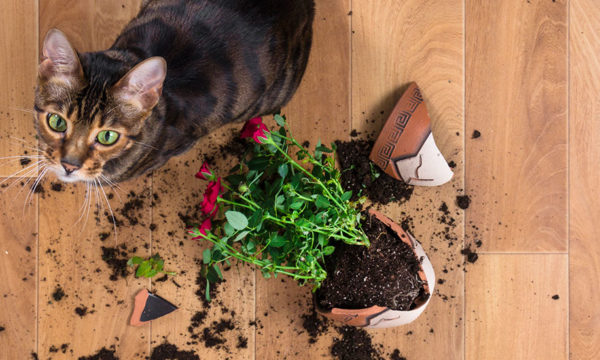 Comment recycler ses pots de fleurs abîmés dans son jardin ?