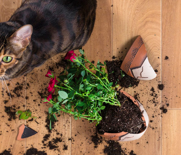 Comment recycler ses pots de fleurs abîmés dans son jardin ?