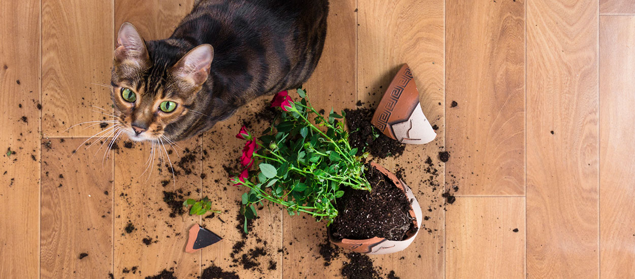 Comment recycler ses pots de fleurs abîmés dans son jardin ?