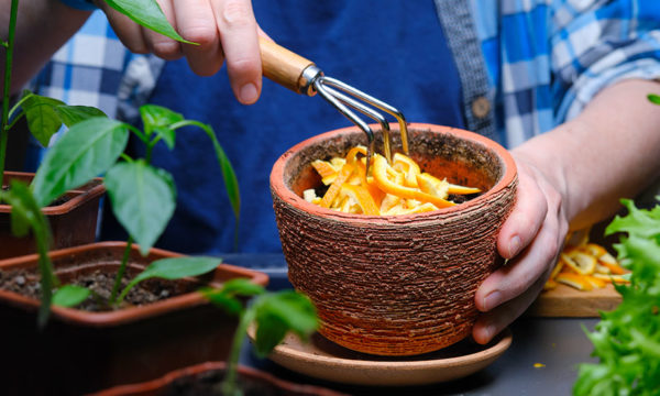 Comment recycler les pelures d'agrumes dans le jardin ?