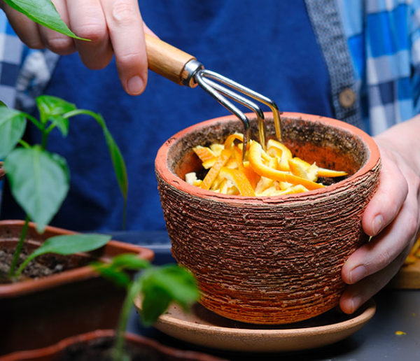 Des pots de fleurs avec composteur intégré pour la cuisine