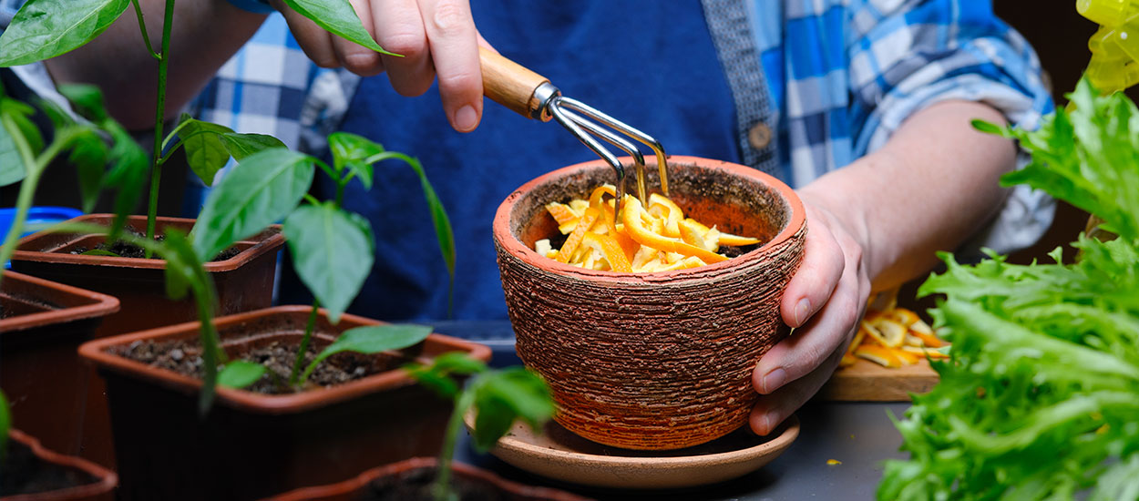 Comment recycler les pelures d'agrumes dans le jardin ?