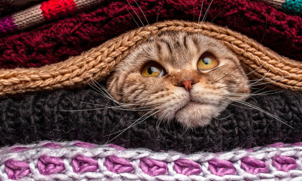 Chassez le froid : Astuces et produits de petite isolation pour se réchauffer à moins de 200 euros