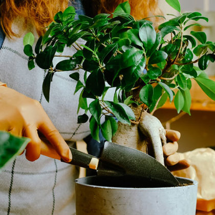 Comment s'occuper et prendre soin de son bonsaï, même quand on est débutant ?