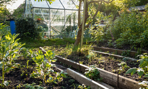 Qu'est-ce qu'un jardin résilient, et comment en faire un chez soi ?