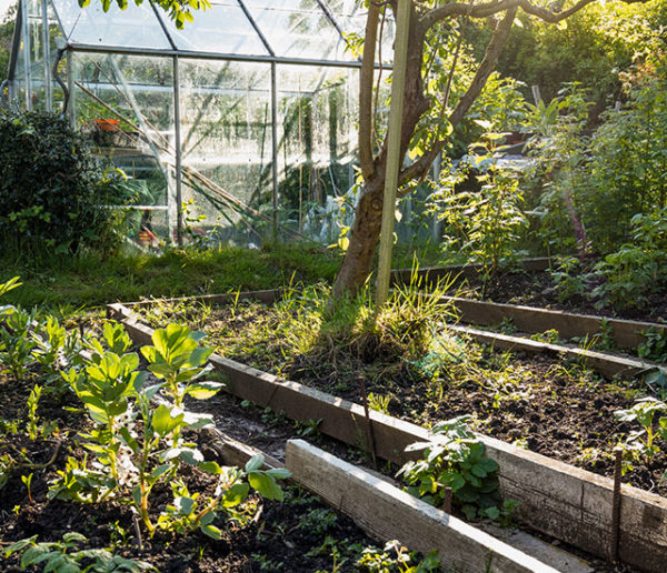 Qu'est-ce qu'un jardin résilient, et comment en faire un chez soi ?