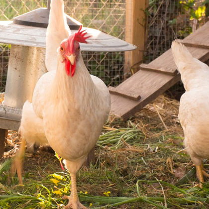 Froid et intempéries : comment prendre soin de ses poules ?