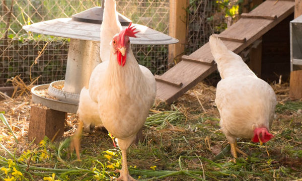 Froid et intempéries : comment prendre soin de ses poules ?