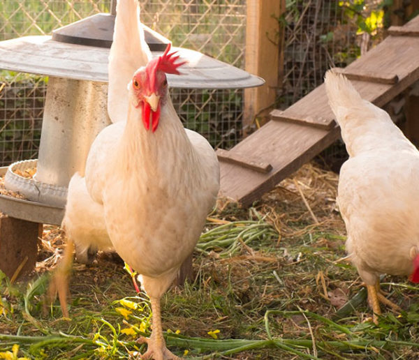 Froid et intempéries : comment prendre soin de ses poules ?