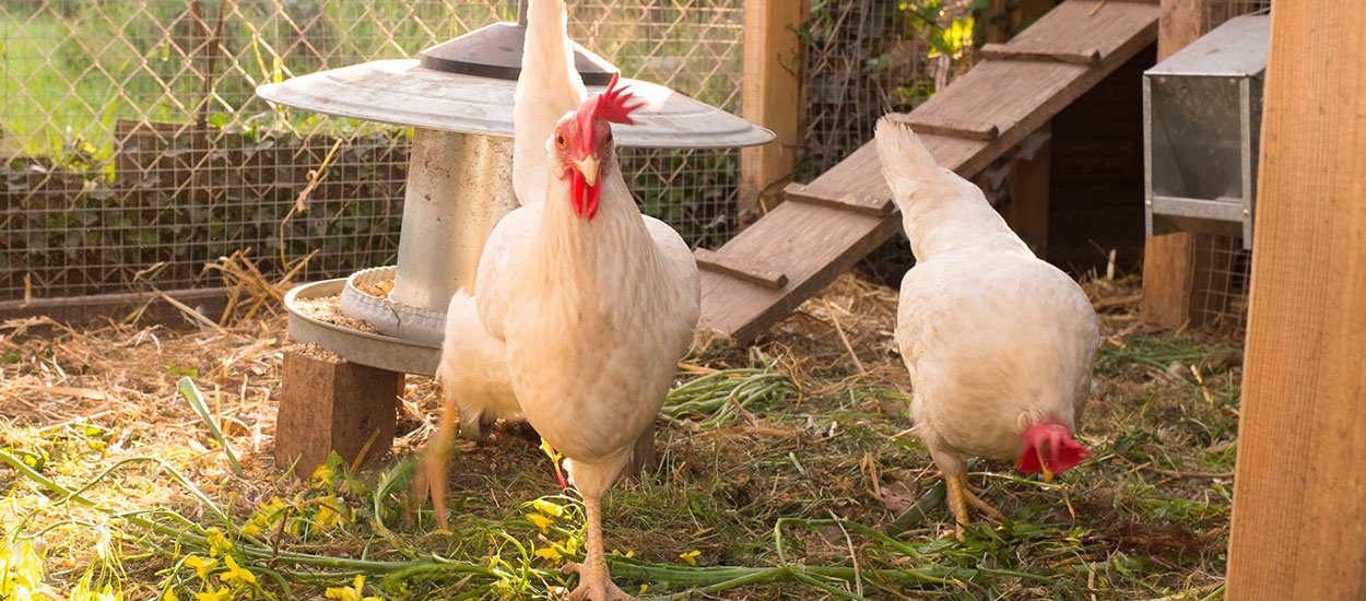 Froid et intempéries : comment prendre soin de ses poules ?