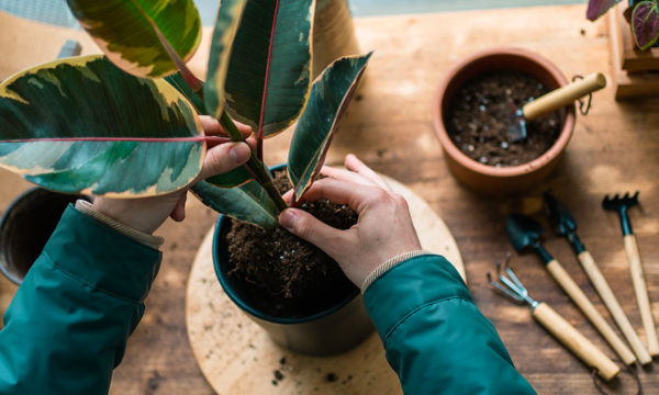 Comment rempoter une plante dans les règles de l'art ?