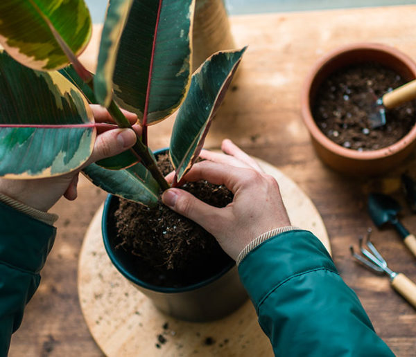 Plantes, Fleurs, Animaux