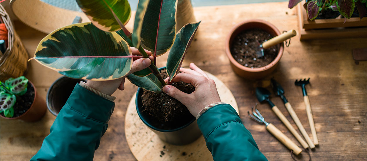 Comment rempoter une plante dans les règles de l'art ?