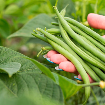 C'est quoi la milpa, cette technique infaillible pour avoir plein de légumes ?