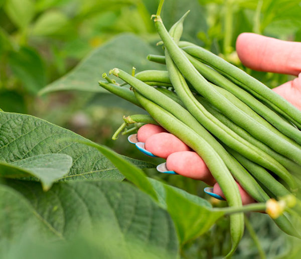 Potager et Permaculture