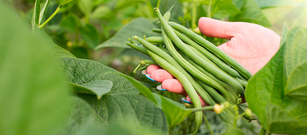 C'est quoi la milpa, cette technique infaillible pour avoir plein de légumes ?