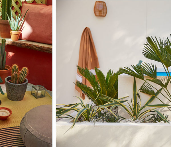 Comment créer un jardin mexicain sans entretien ?