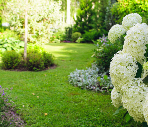 Quelles plantes choisir quand on a un terrain humide ?