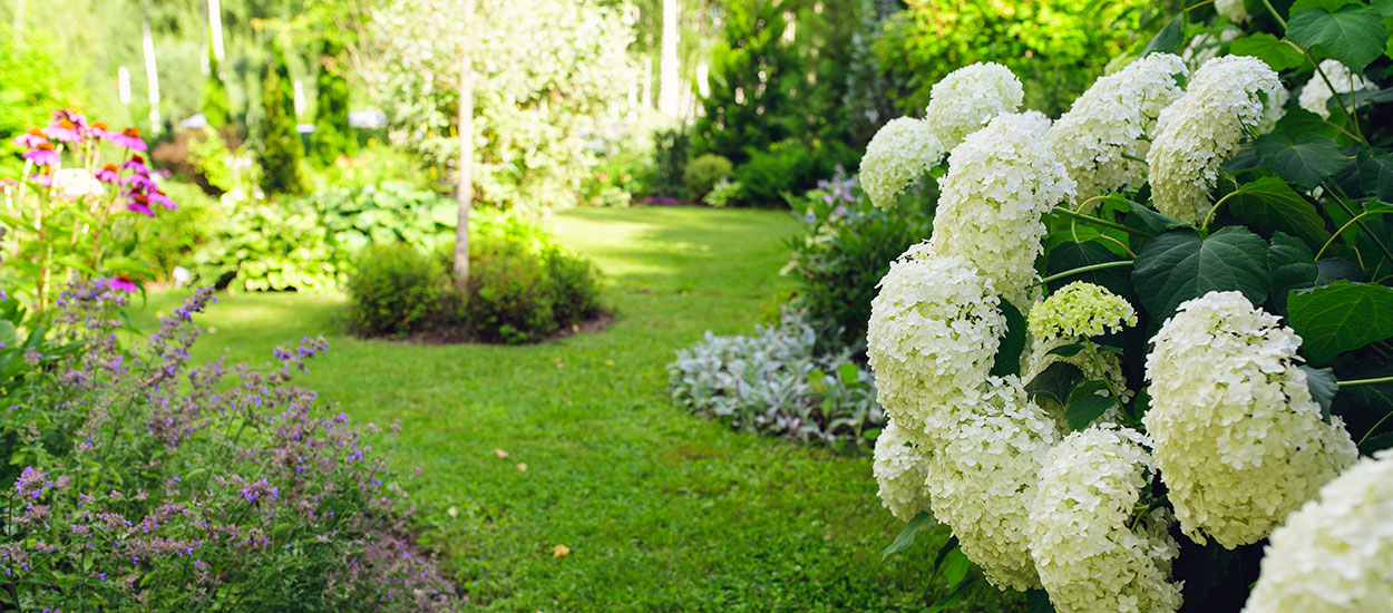 Quelles plantes choisir quand on a un terrain humide ?