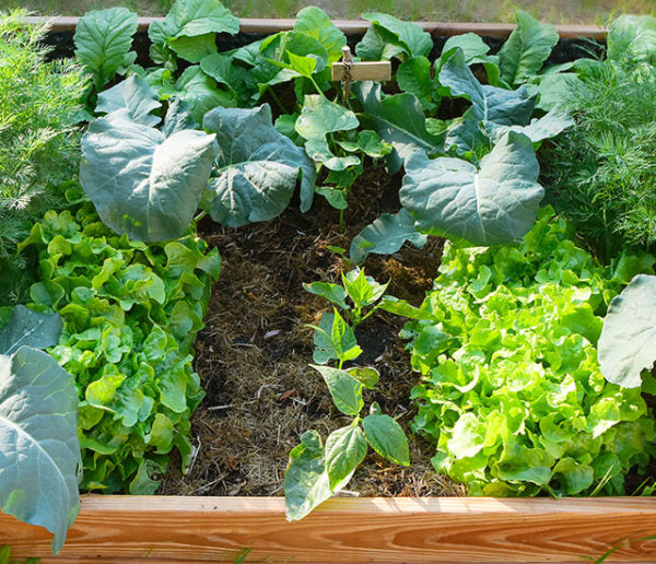 6 conseils pour réussir son carré potager