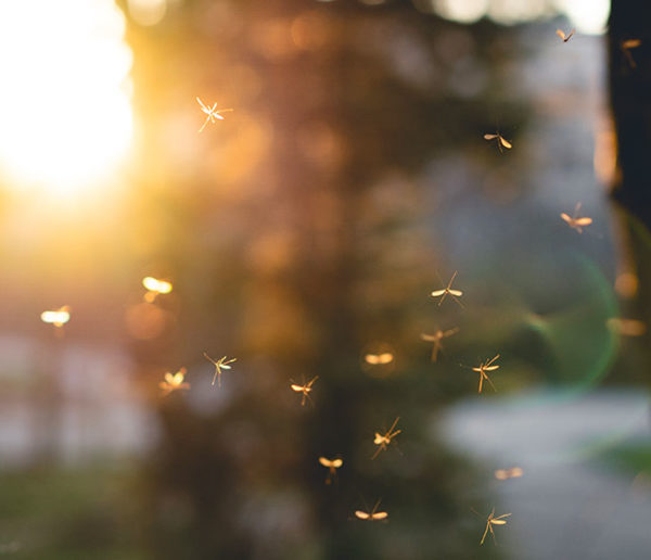 alternatives aux pesticides