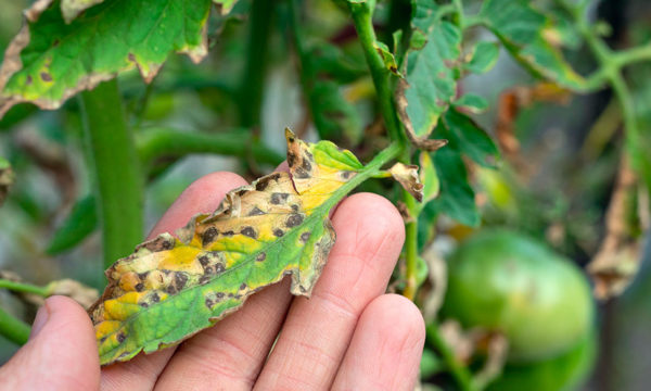 Chaleur et humidité au potager : comment prévenir et traiter le mildiou ?
