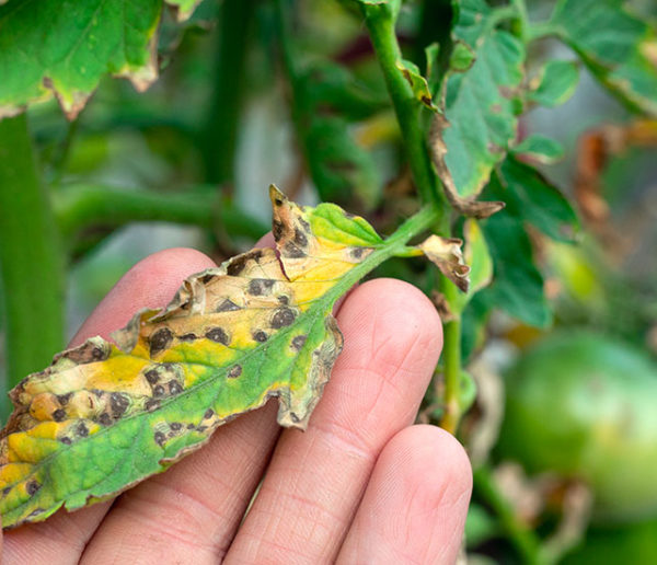 Chaleur et humidité au potager : comment prévenir et traiter le mildiou ?
