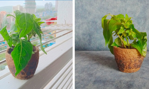 Astuce zéro déchet : comment recycler son carton en pot de fleurs ?