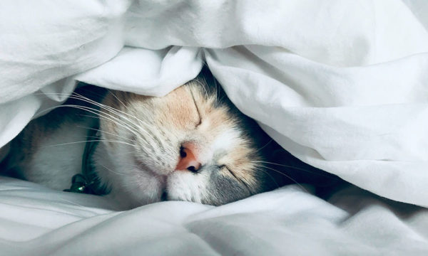 Astuce : Comment rafraichir son lit quand il fait trop chaud ?