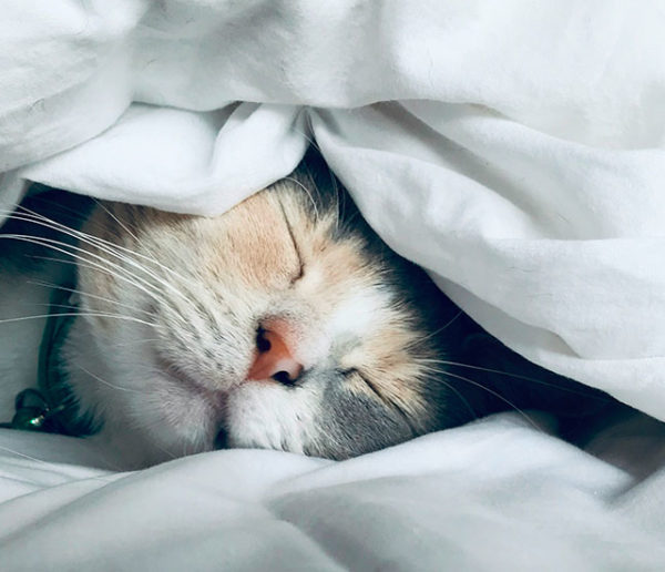 Astuce : Comment rafraichir son lit quand il fait trop chaud ?