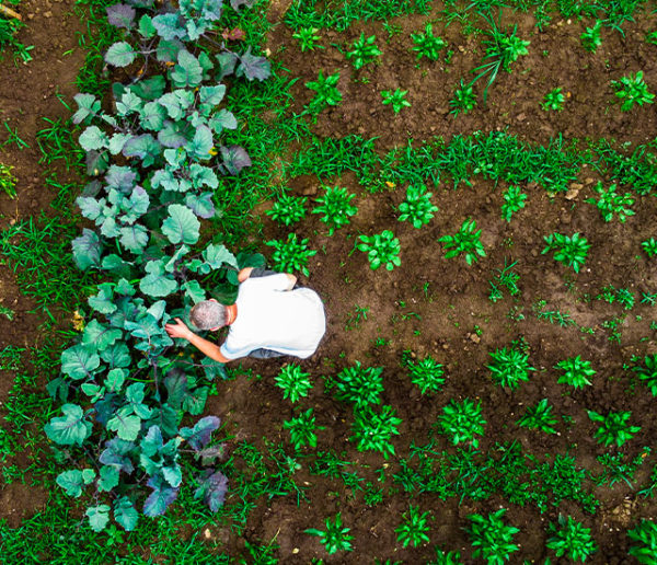 Jardinage éco-responsable : Créez un potager bio et durable chez vous