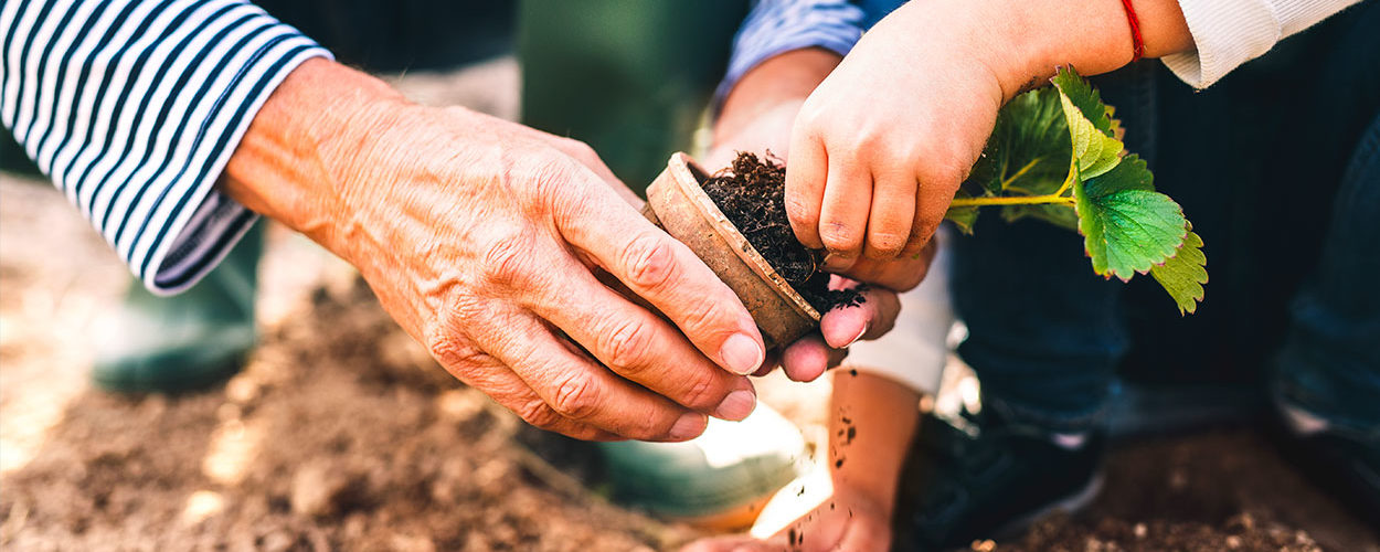 Pourquoi faut-il planter les fraisiers en septembre ? (et comment les protéger du froid)