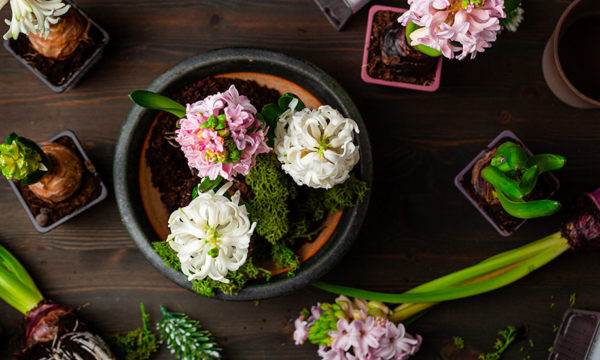 Comment forcer la floraison d'une jacinthe ?